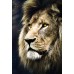 Puzzle Trefl 1500 Lions portrait (26139)