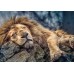 Пазл Trefl 1000 Sleeping lion (10447)