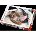 Puzzle Trefl 1000 Cheerful kitten (10448)