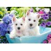 Пазл Castorland 200 Westie Puppies (B-222032)