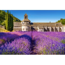 Пазл Castorland 1000 Lavender Field In Provence. France (C-104284)