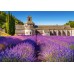 Puzzle Castorland 1000 Lavender Field In Provence. France (C-104284)