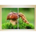 Картина ArtPoster Mushroom in Green grass 02 (2602773)