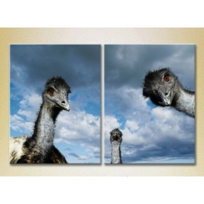 Pictură ArtPoster Ostriches 01 (2602978)