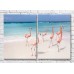 Pictură ArtPoster A flock of flamingos walking along a tropical beach (3451164)