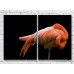 Картина ArtPoster Standing flamingo on a Black background (3451165)