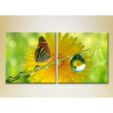 Pictură ArtPoster Butterfly and dew (2603027)