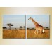 Pictură ArtPoster Giraffes/Africa 01 (2603012)