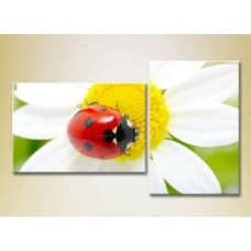 Картина ArtPoster Ladybug on chamomile (2603013)