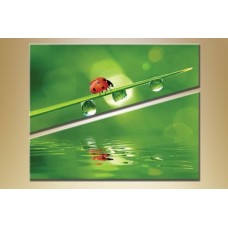 Pictură ArtPoster Ladybug (2603019)