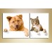 Картина ArtPoster Cat and dog (2603020)