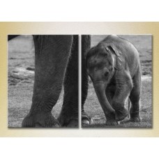 Картина ArtPoster Elephant cub (2603023)