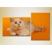 Картина ArtPoster Red cat on an Orange background (2603008)