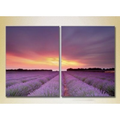 Картина ArtPoster Lavender field 02 (2164470)