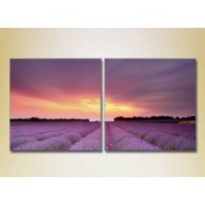 Картина ArtPoster Lavender field 04 (2164472)