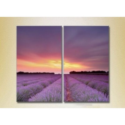 Картина ArtPoster Lavender field 05 (2164475)