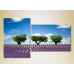 Картина ArtPoster Three trees in a lavender field (2164477)