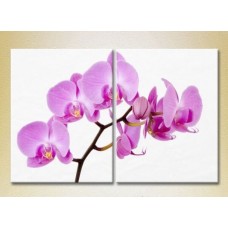 Картина ArtPoster Lilac orchids (2613800)