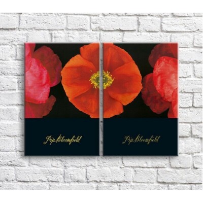 Pictură ArtPoster Orange poppies on Black background (3467855)