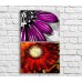 Pictură ArtPoster Purple and Red gerbera (3467797)