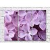 Картина ArtPoster Abstraction from large flowers of lilac (500041)