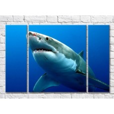 Pictură ArtPoster Shark with a wounded snout in the sea (3469208)