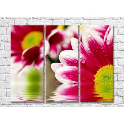 Pictură ArtPoster Scarlet chrysanthemums on the water (3448935)