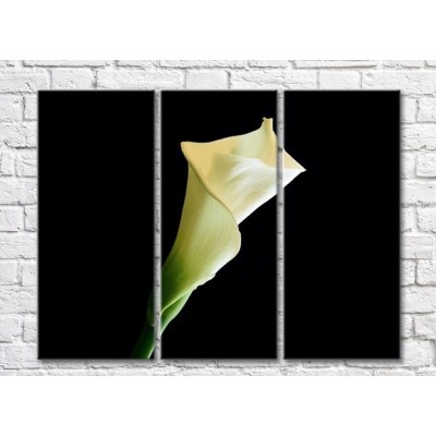 Картина ArtPoster White calla lilies on Black background (500062)