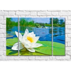 Pictură ArtPoster White water lily on the background of the pond (500063)