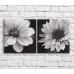Картина ArtPoster Field daisies in Black and White style, diptych (3467756)