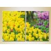 Картина Magic Color Diptych Field of Yellow tulips (2613807)