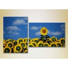 Картина Magic Color Diptych Sunflower Field (2613808)