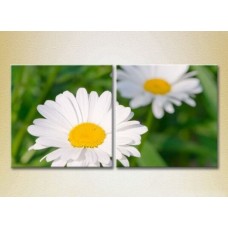 Картина Magic Color Diptych Chamomile (2613825)