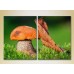 Картина Magic Color Diptych Mushroom and leaf (2613761)