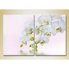 Картина Magic Color Diptych White Orchid (2613752)