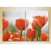 Картина Magic Color Diptych Red tulips (2613786)