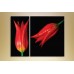 Картина Magic Color Diptych two Red tulips (2619643)