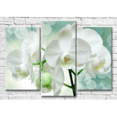 Картина Magic Color Branch of White orchid on a Green background (3517893)