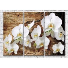 Картина Magic Color Branch of White orchid on woody background (3565129)