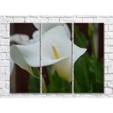 Картина Magic Color White calla lilies on Green leaves background (500067)