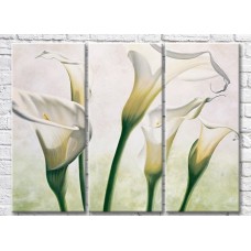 Картина Magic Color White calla lilies, light background (3572533)