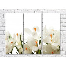 Картина Magic Color White crocuses with Orange stamens on a White background (500068)