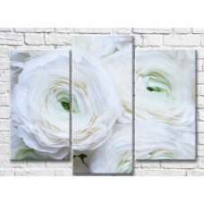 Картина Magic Color White large ranunculus (3572536)