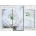 Картина Magic Color White large ranunculus (3572536)