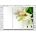 Картина Magic Color White lilies and Green leaves on a White background (500069)