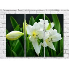 Картина Magic Color White lilies and Green leaves on a Black background (500070)