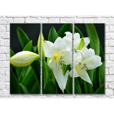 Картина Magic Color White lilies and Green leaves on a Black background (500070)