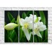 Картина Magic Color White lilies and Green leaves on a Black background (500070)