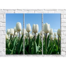 Pictură Magic Color White tulips on a Blue sky background (500071)