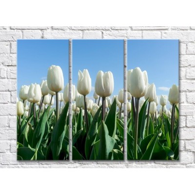 Pictură Magic Color White tulips on a Blue sky background (500071)